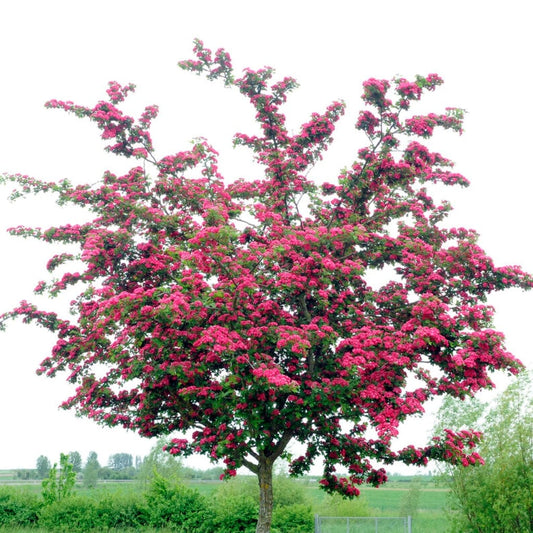Tree- Crataegus Laevigata (Paul's Scarlet)