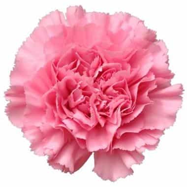 Standard Carnations