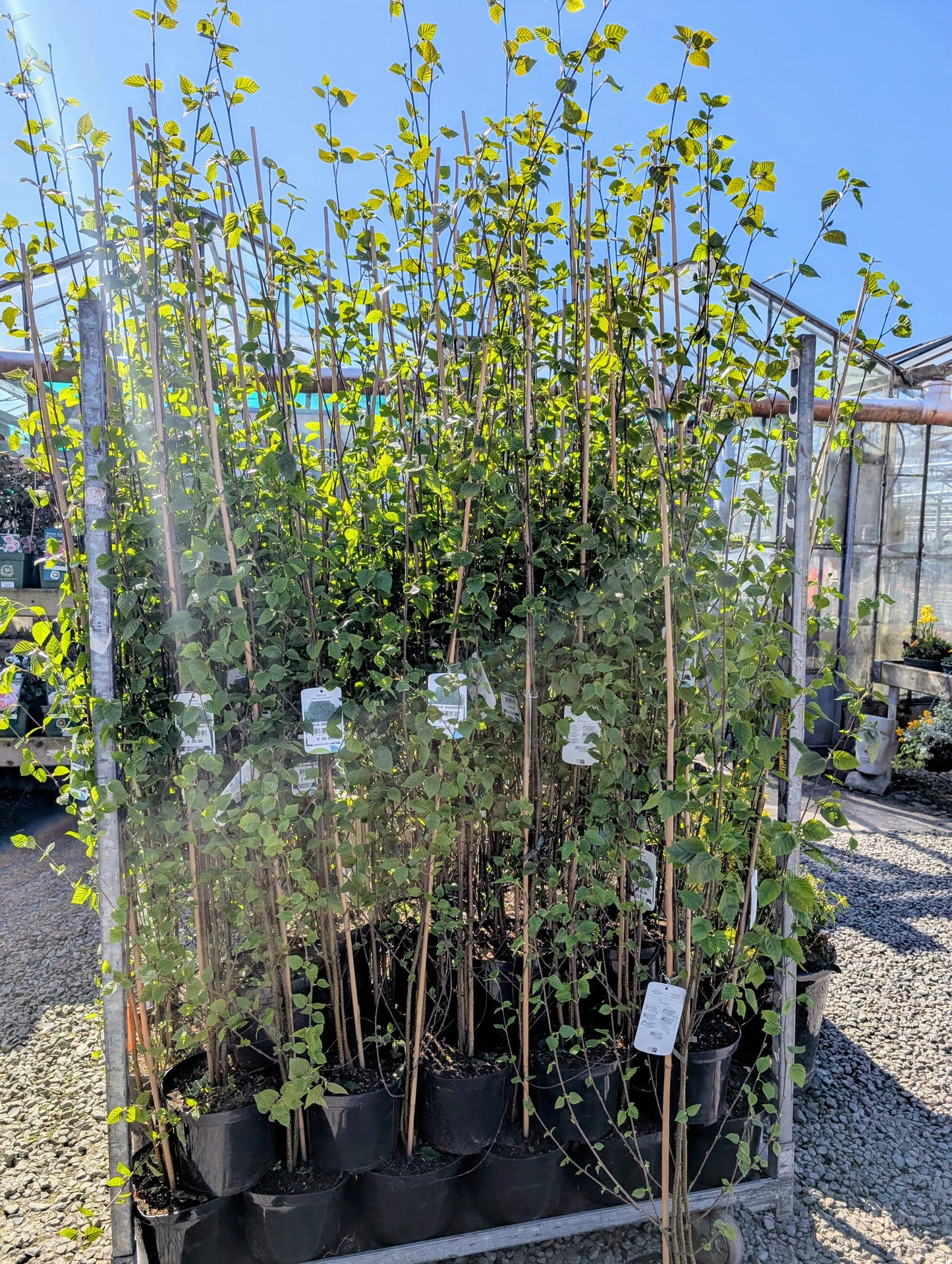 Betula Utilis Jacquemontii (Silver Birch)