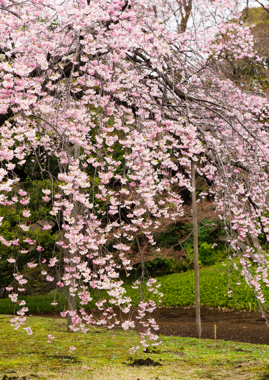 Tree - Prunus Kiku Shidare Sakura - Cherry Cheals Weeping