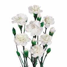 Baby Carnations