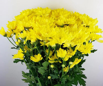 Chrysanthemums