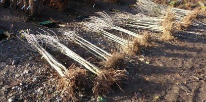 Bare Root Fruit Trees