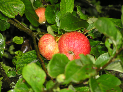 Bare Root Fruit Trees