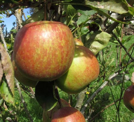 Trees - Malus Braeburn