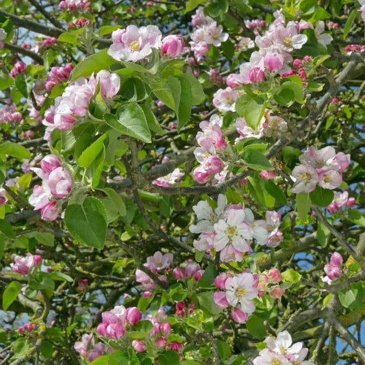 Trees - Malus domestica 'Bramley's Seedling'