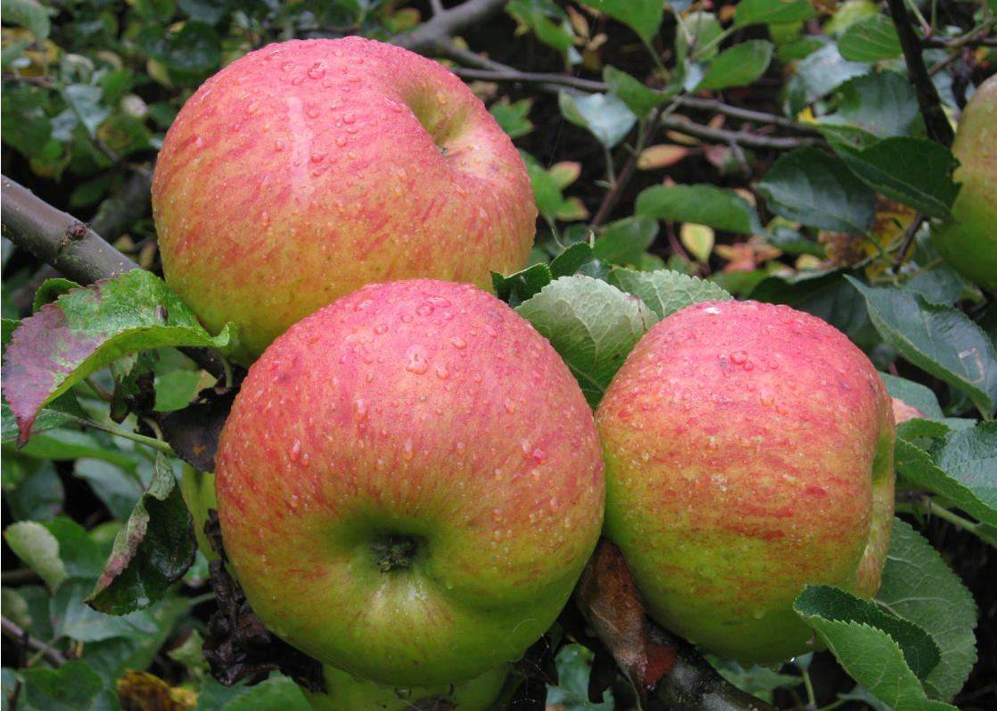 Bare Root Fruit Trees