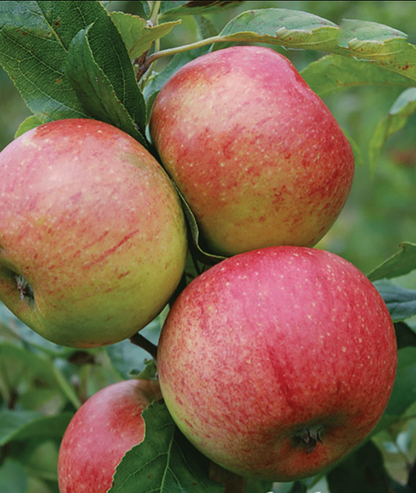 Bare Root Fruit Trees