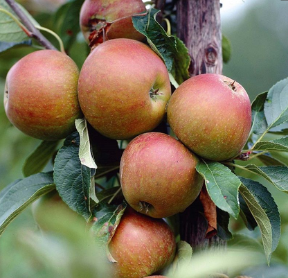 Bare Root Fruit Trees