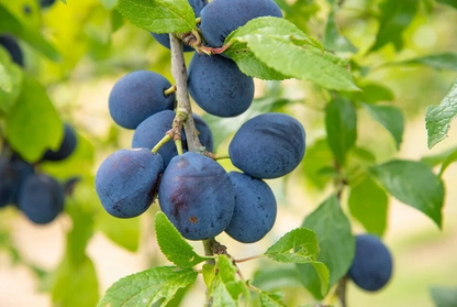 Bare Root Fruit Trees