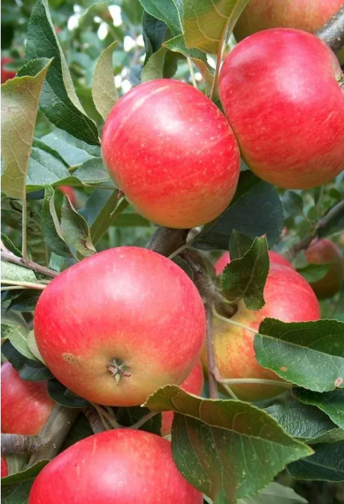 Bare Root Fruit Trees