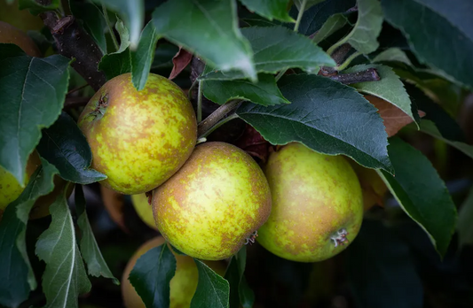 Trees - Malus Egremont Russet