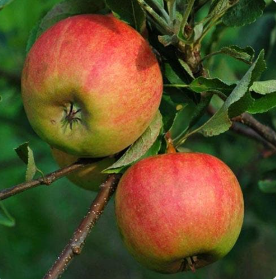 Bare Root Fruit Trees