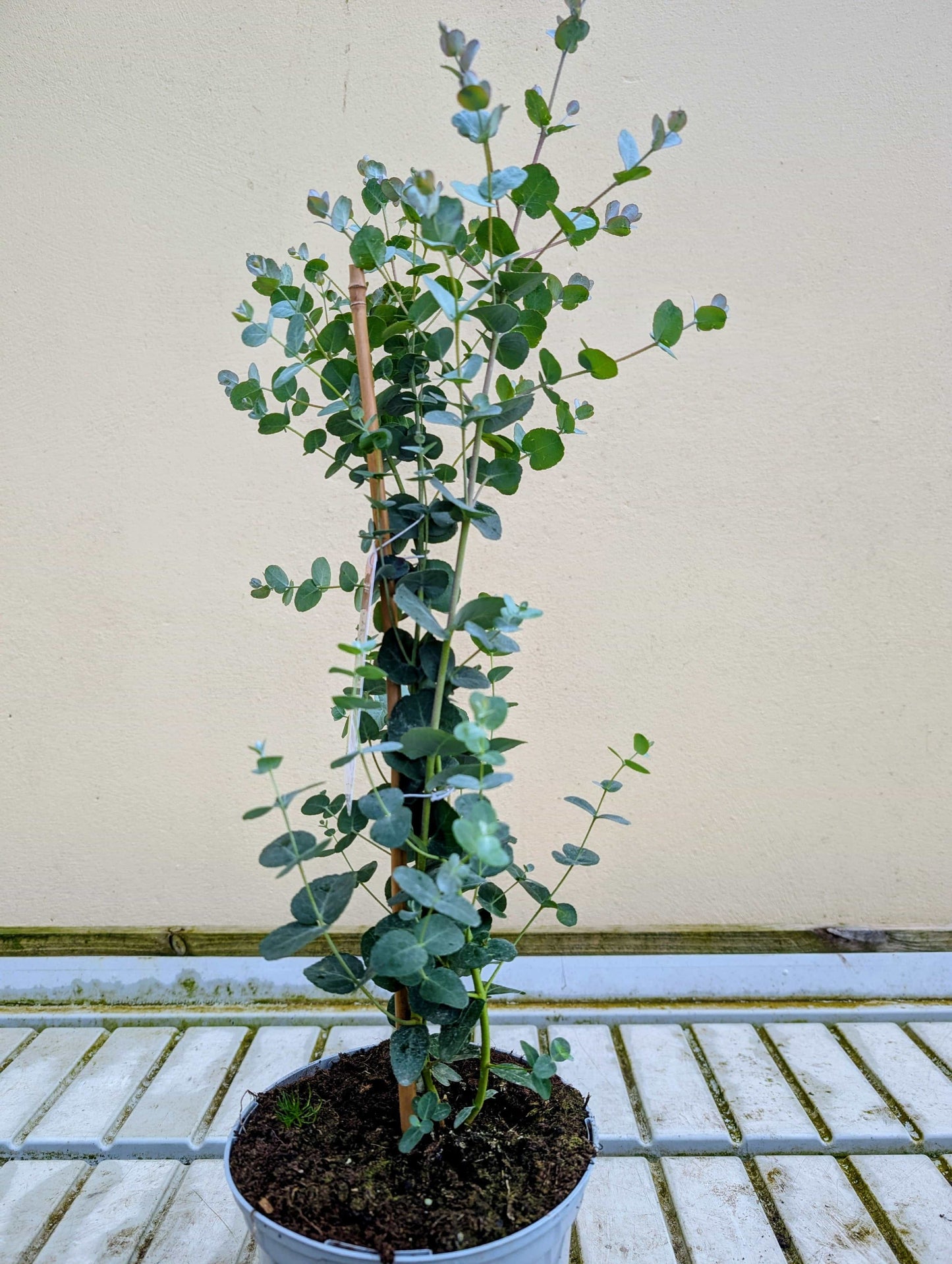 Tree- Eucalyptus (Gunii)