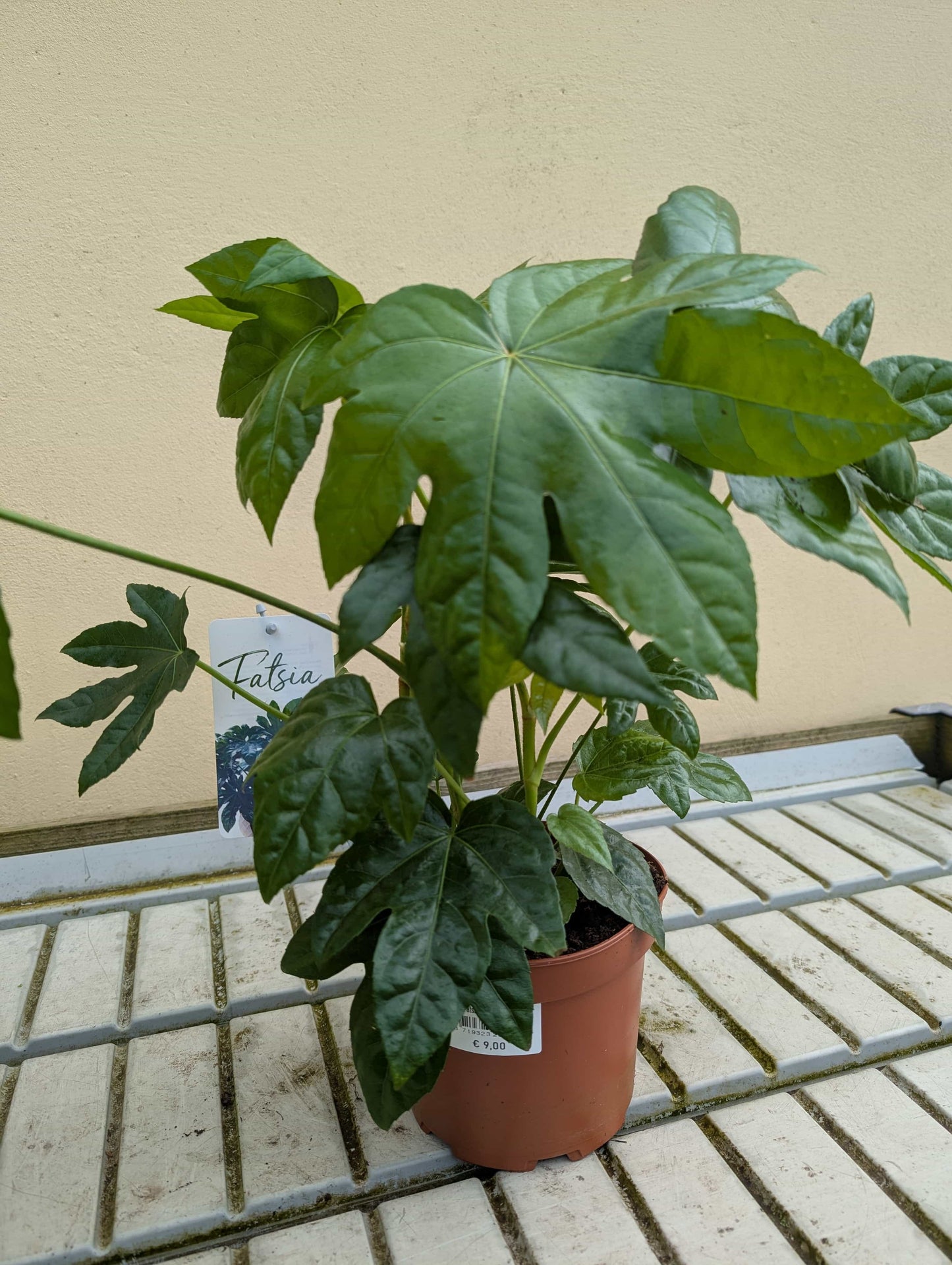 Fatsia japonica