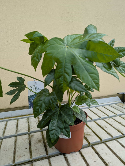Fatsia japonica