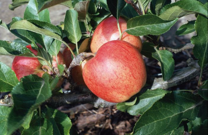Bare Root Fruit Trees