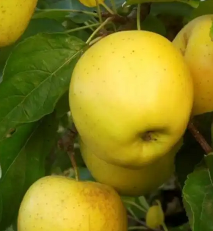 Bare Root Fruit Trees