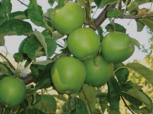 Trees - Apple Granny Smith (Malus Domestica)