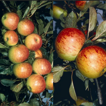 Trees Apple - James Grieve