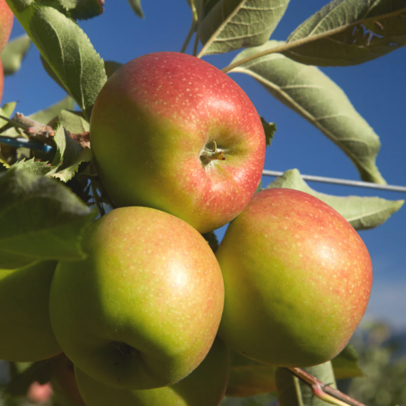 Trees Apple - Jonagold