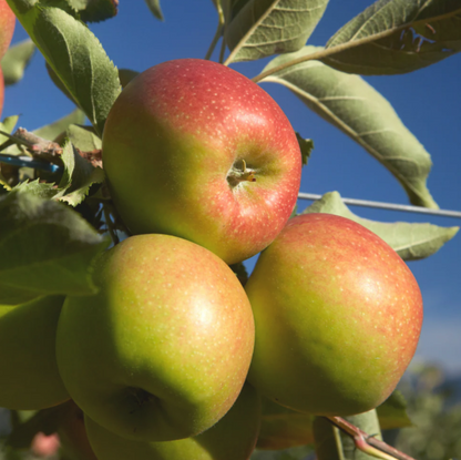 Trees Apple - Jonagold