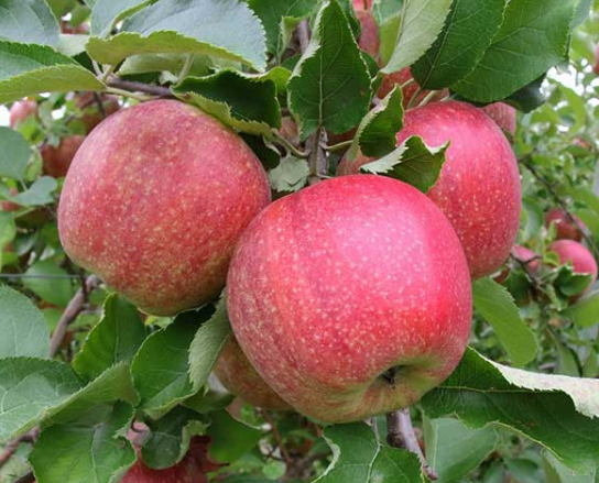 Bare Root Fruit Trees