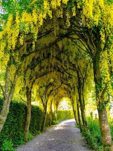 Tree- Laburnum Vossii