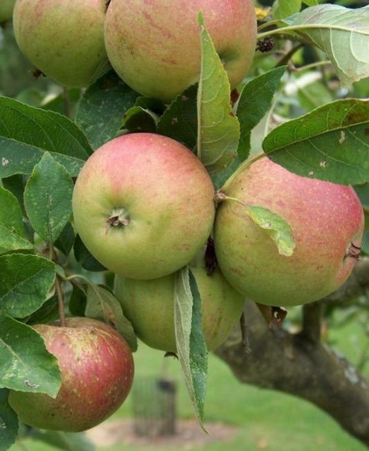Trees - Malus Laxton Superb