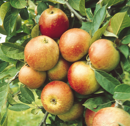 Bare Root Fruit Trees
