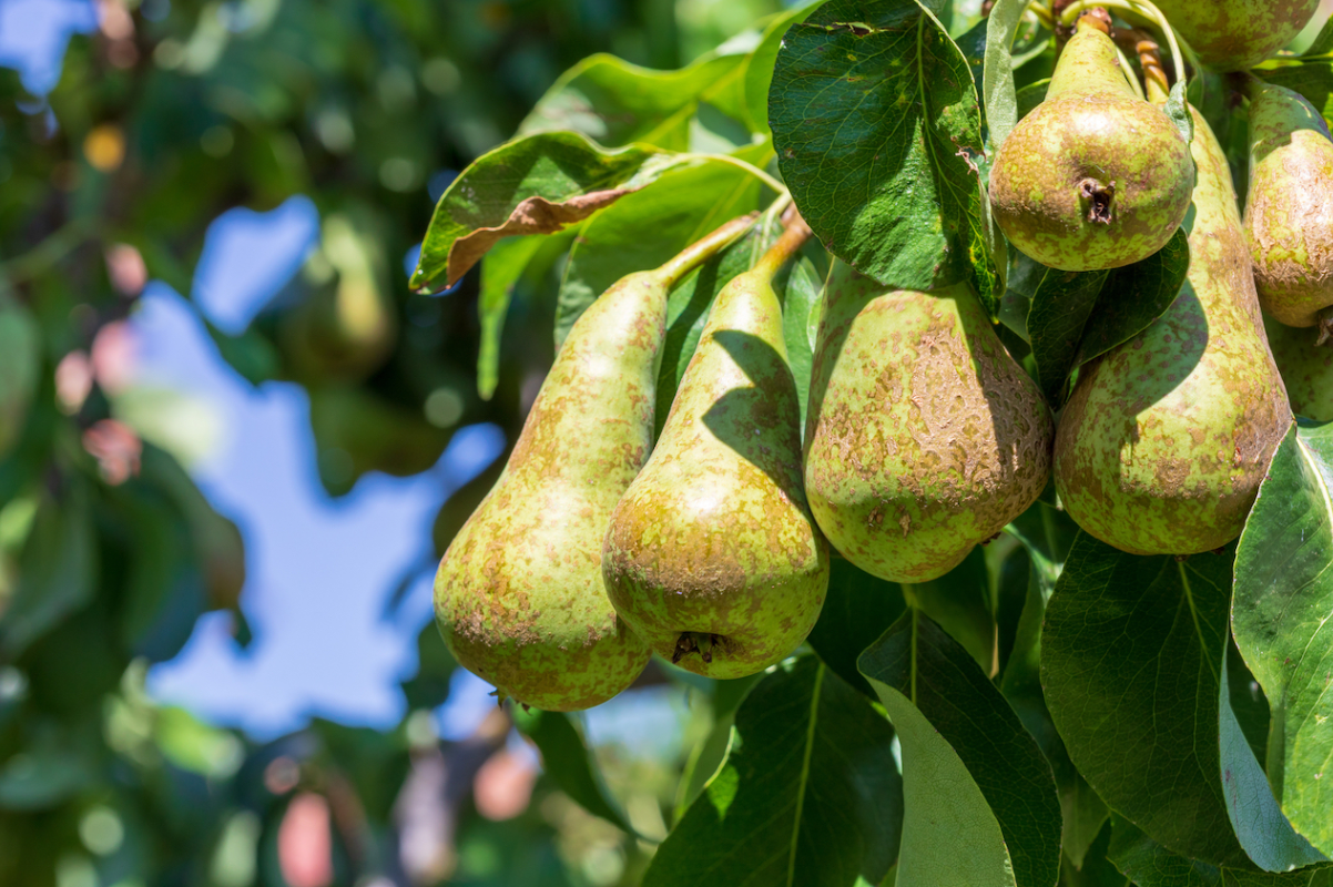 Bare Root Fruit Trees