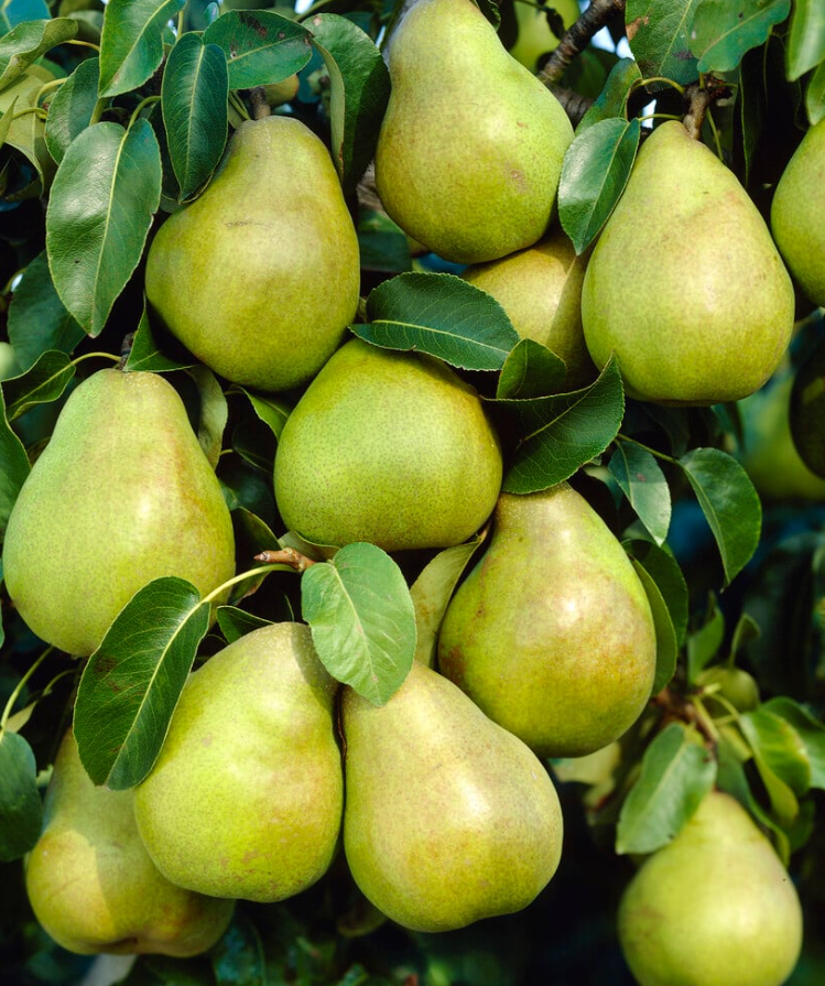 Bare Root Fruit Trees