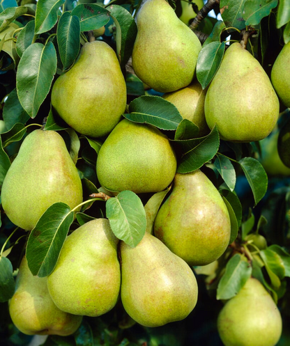 Bare Root Fruit Trees