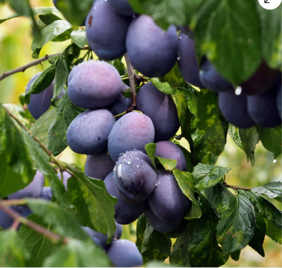 Bare Root Fruit Trees