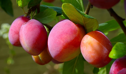 Bare Root Fruit Trees