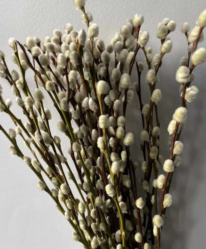 Salix / Pussy Willow