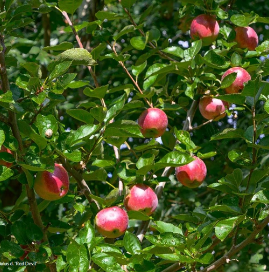 Bare Root Fruit Trees