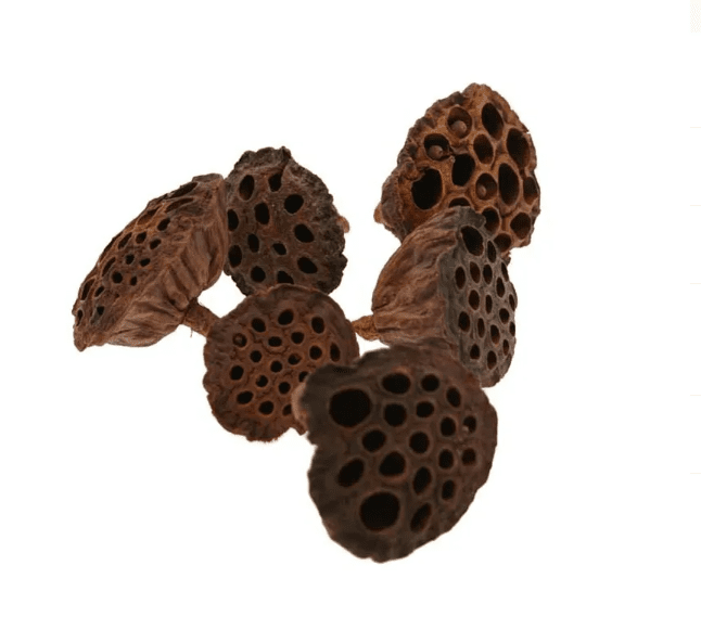 Lotus Heads