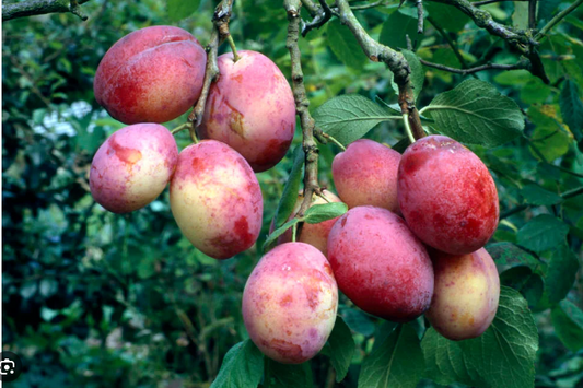 Prunus Victoria Plum