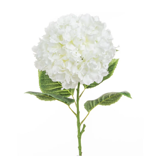 Hydrangea Long Stem Large Head