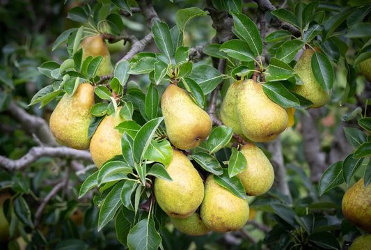 Trees - Pear - Williams