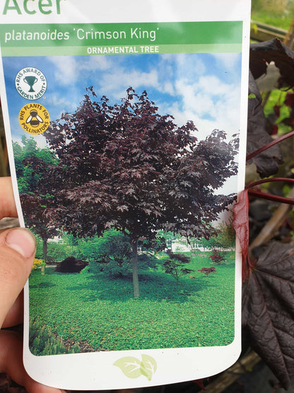 Tree- Crimson King (Acer Plantanoides/ Red leafed Norway Maple)