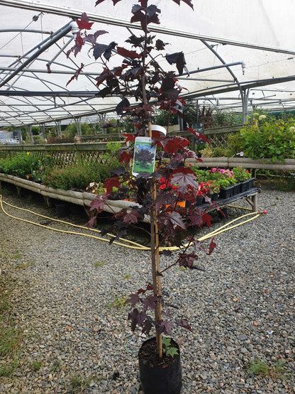 Tree- Crimson King (Acer Plantanoides/ Red leafed Norway Maple)