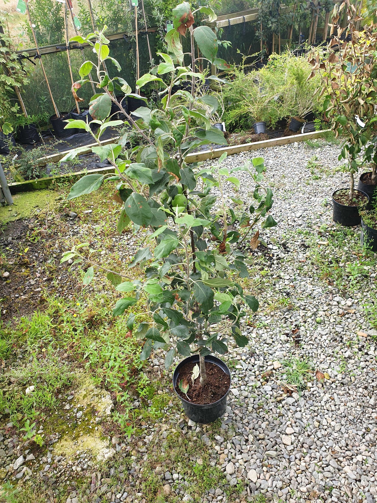 Trees - Apple Cox's Orange Pippin (Malus Domestica)