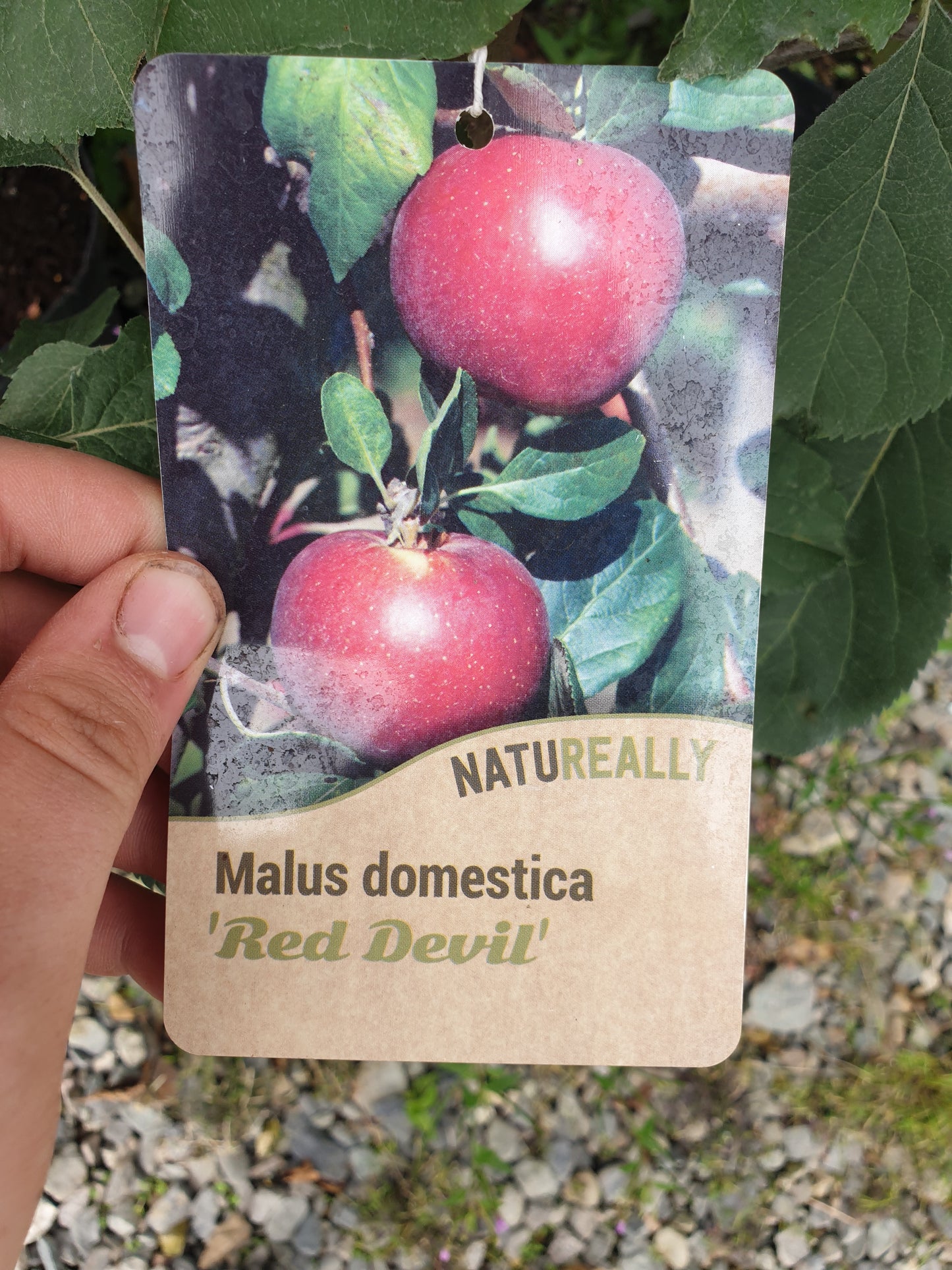 Trees - Apple Red Devil (Malus domestica)