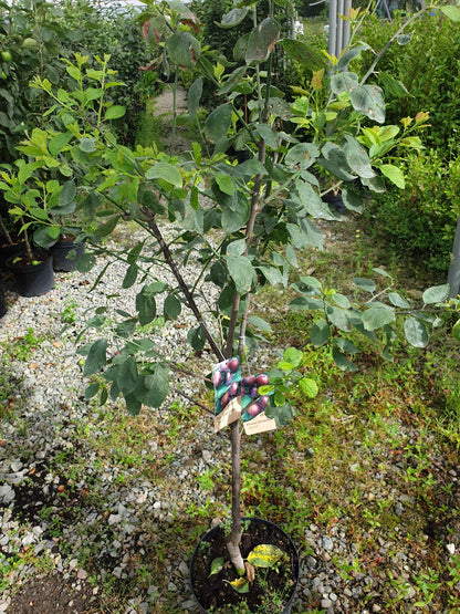 Trees - Plum Opal (Prunus Domestica)