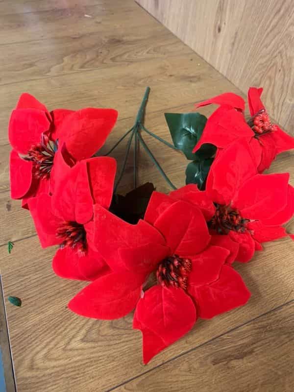 Red Poinsettia stem with 5 heads