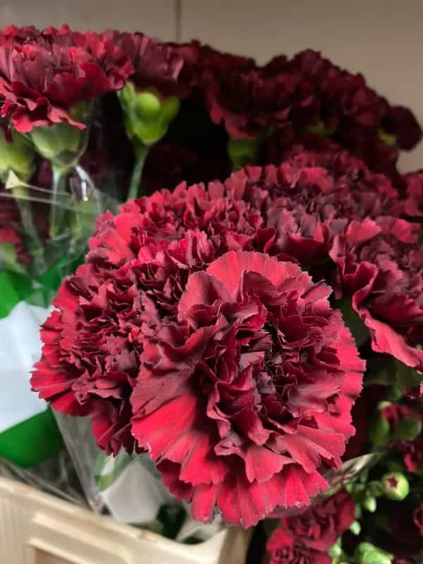 Standard Carnations