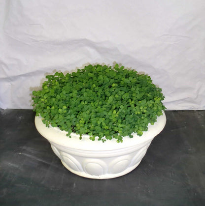 Patrick's Day Shamrocks