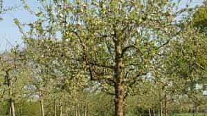 Trees - Apple Cox's Orange Pippin (Malus Domestica)